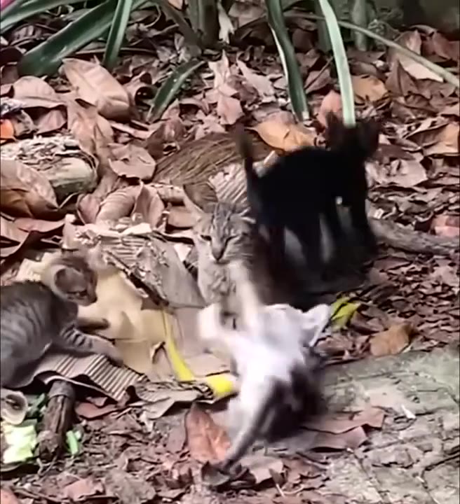 White Cat Swats Tabby