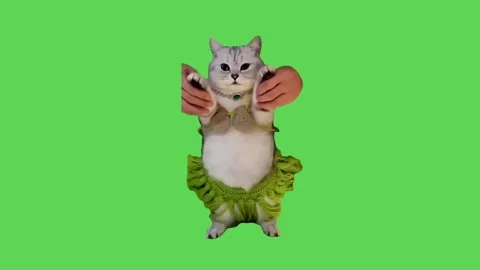Cat Flails Arms Dramatically