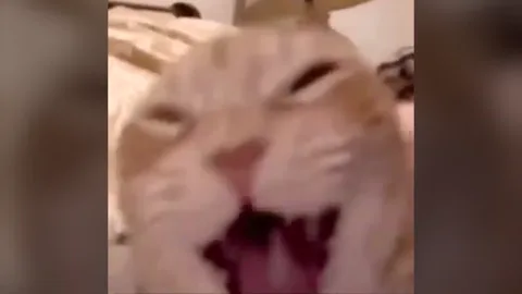 Laughing cat meme