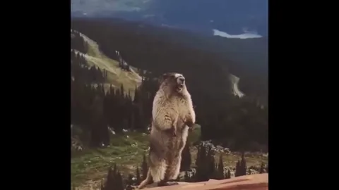 wombat screaming meme
